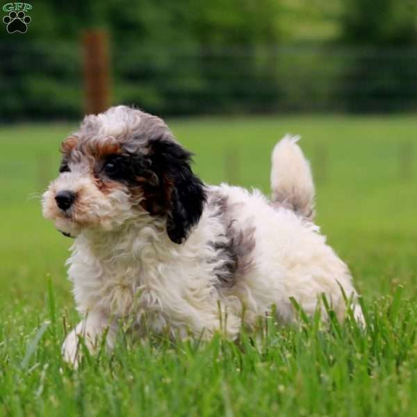 Kayla, Miniature Poodle Puppy