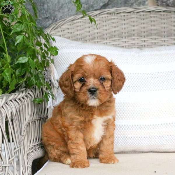 Kaylee, Cavapoo Puppy