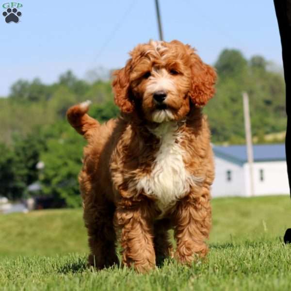 Kayson, Goldendoodle Puppy