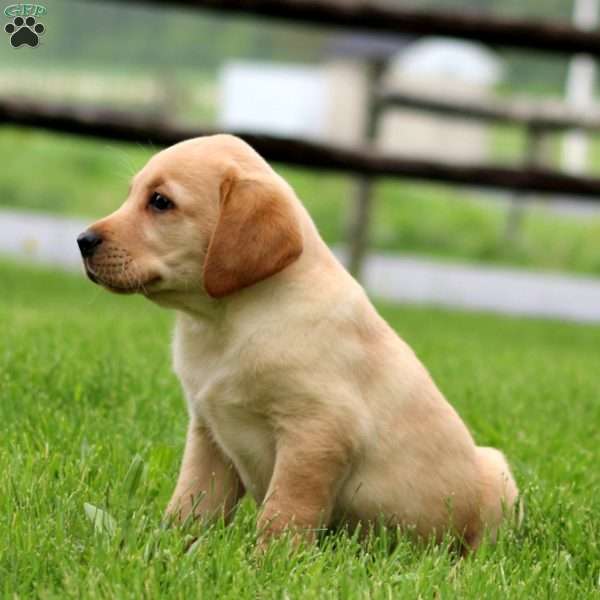 Kayson, Fox Red Labrador Retriever Puppy