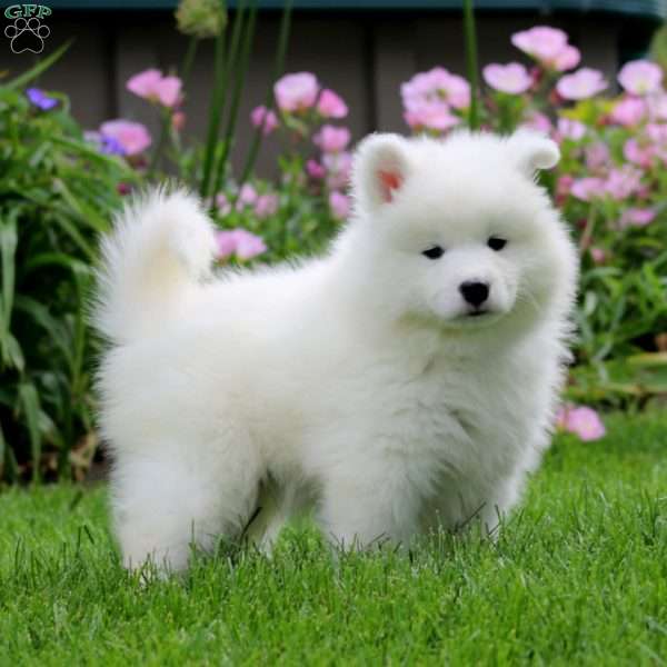 Kayson, Samoyed Puppy