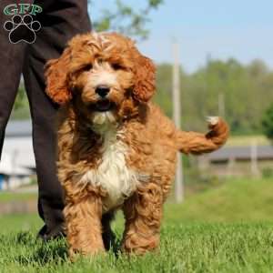 Kayson, Goldendoodle Puppy