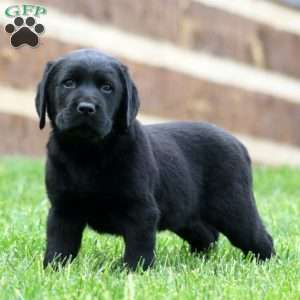 Kayson, Black Labrador Retriever Puppy
