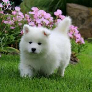 Kayson, Samoyed Puppy