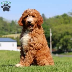Kayson, Goldendoodle Puppy