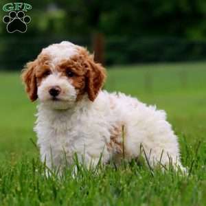 Kayson, Miniature Poodle Puppy