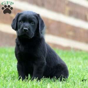 Kayson, Black Labrador Retriever Puppy