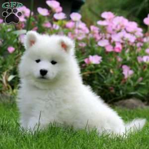 Kayson, Samoyed Puppy