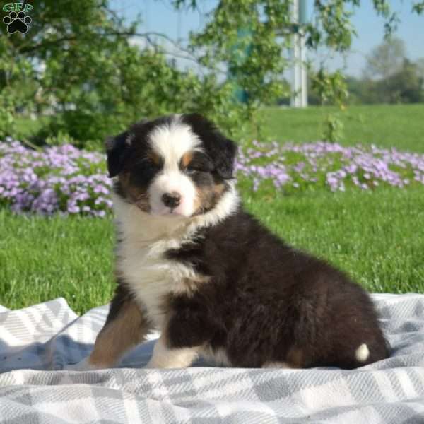 Keith, Australian Shepherd Puppy