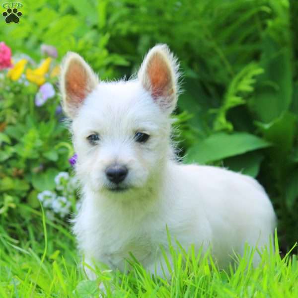 Kelly, West Highland Terrier Puppy