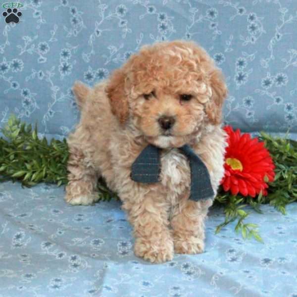Kelly, Miniature Poodle Puppy