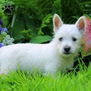 Kelly, West Highland Terrier Puppy