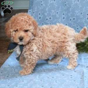 Kelly, Miniature Poodle Puppy