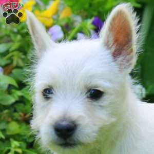 Kelly, West Highland Terrier Puppy