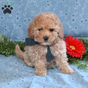Kelly, Miniature Poodle Puppy