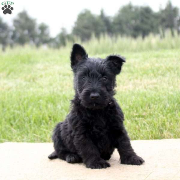 Kelly, Scottish Terrier Puppy