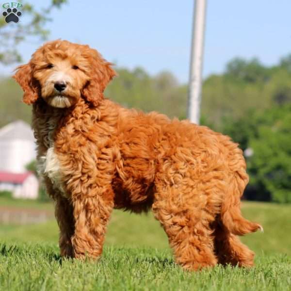 Kelly, Goldendoodle Puppy