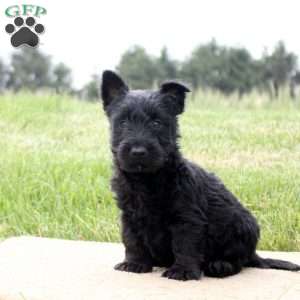 Kelly, Scottish Terrier Puppy