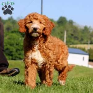 Kelly, Goldendoodle Puppy