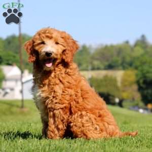 Kelly, Goldendoodle Puppy