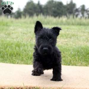 Kelly, Scottish Terrier Puppy