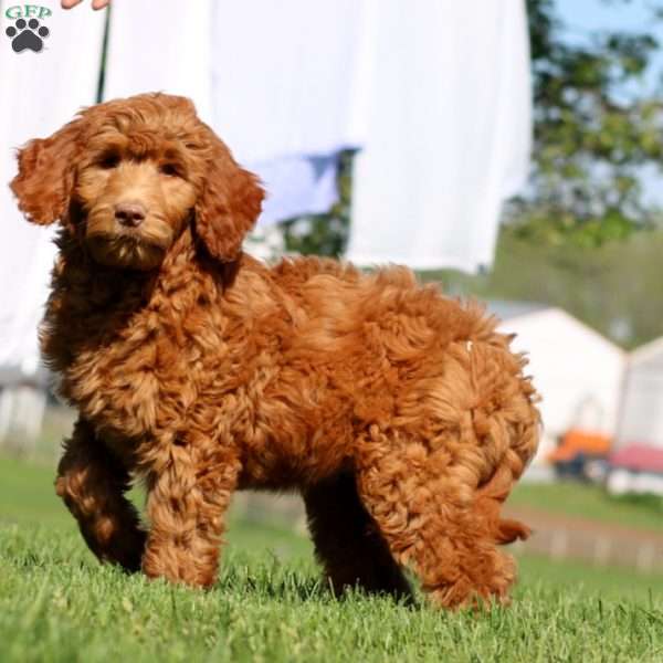 Kelsey, Goldendoodle Puppy