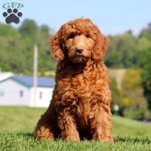 Kelsey, Goldendoodle Puppy