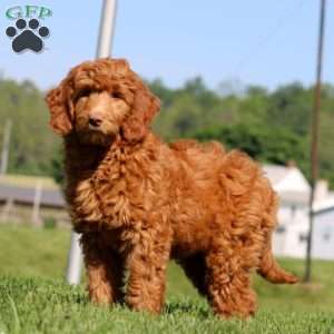 Kelsey, Goldendoodle Puppy