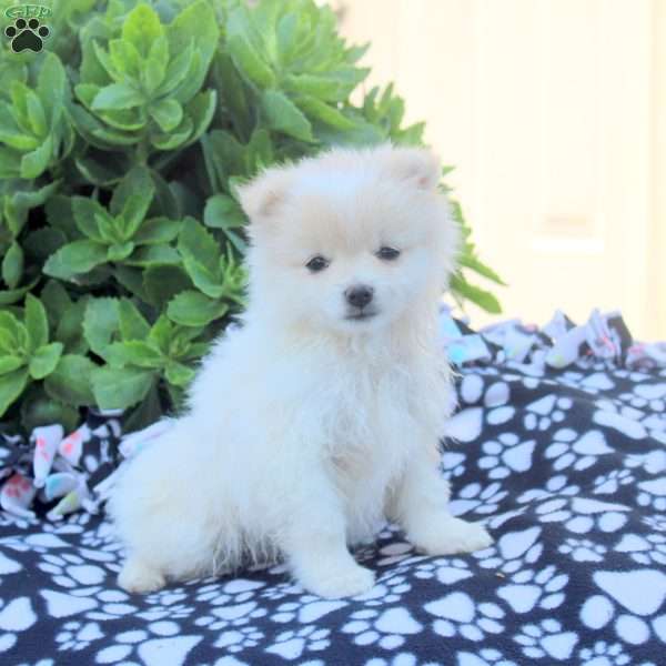 Kendall, Pomeranian Puppy