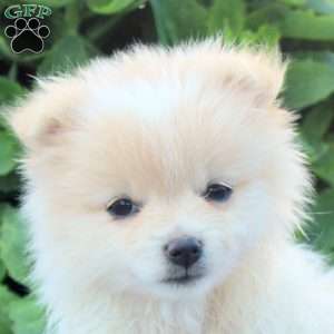 Kendall, Pomeranian Puppy