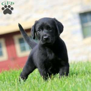 Kendi, Black Labrador Retriever Puppy
