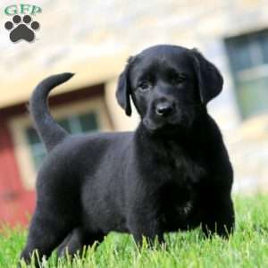 Kendi, Black Labrador Retriever Puppy