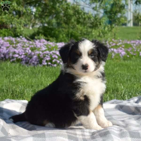 Kendra, Australian Shepherd Puppy