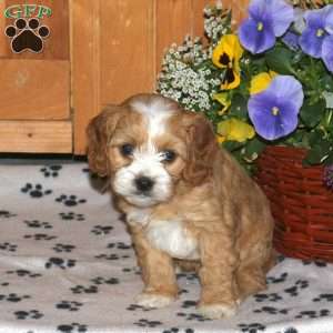 Kendra, Cavapoo Puppy