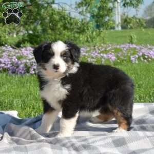 Kendra, Australian Shepherd Puppy