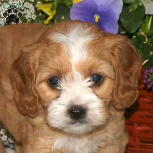 Kendra, Cavapoo Puppy