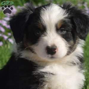 Kendra, Australian Shepherd Puppy