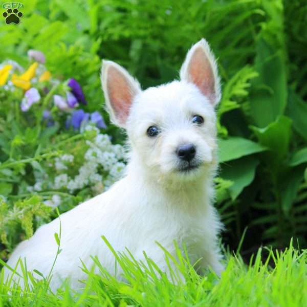Kenny, West Highland Terrier Puppy
