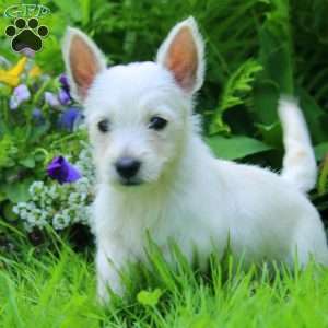 Kenny, West Highland Terrier Puppy