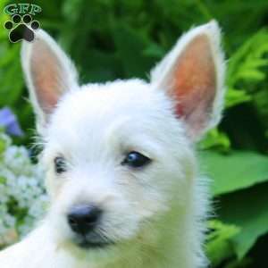 Kenny, West Highland Terrier Puppy