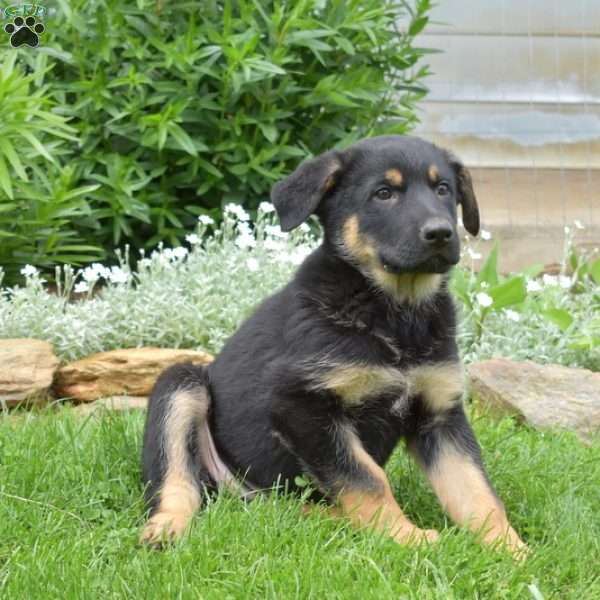 Kenzie, German Shepherd Puppy
