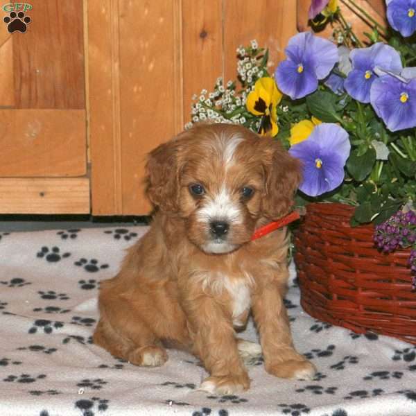 Kenzie, Cavapoo Puppy