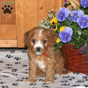 Kenzie, Cavapoo Puppy
