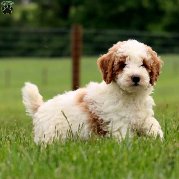 Kerwin, Miniature Poodle Puppy
