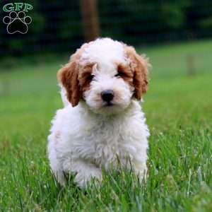 Kerwin, Miniature Poodle Puppy
