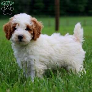 Kerwin, Miniature Poodle Puppy