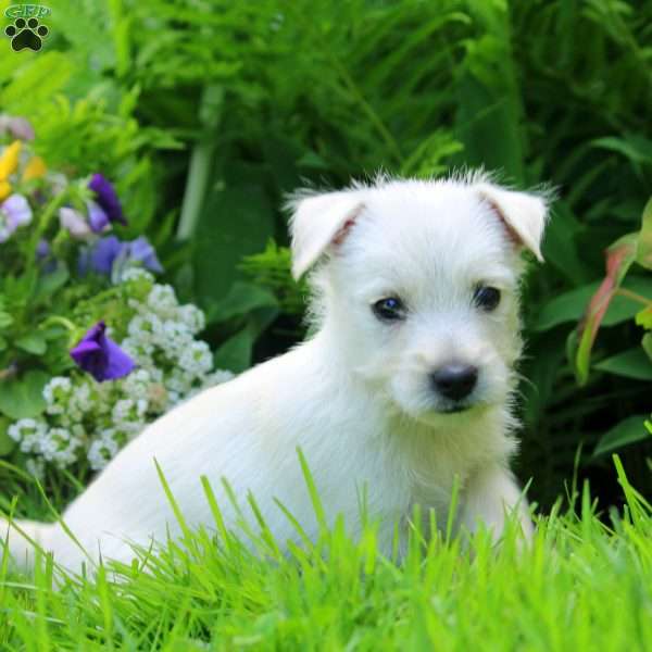 Kevin, West Highland Terrier Puppy