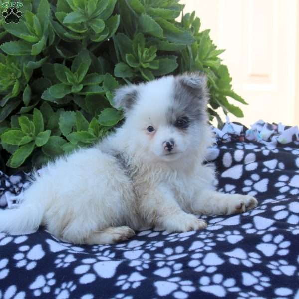 Kevin, Pomeranian Puppy