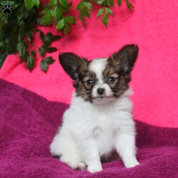 Kevin, Papillon Puppy