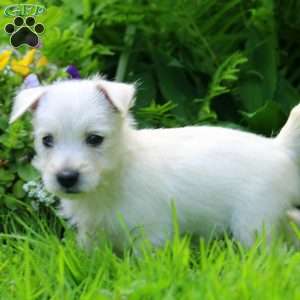 Kevin, West Highland Terrier Puppy